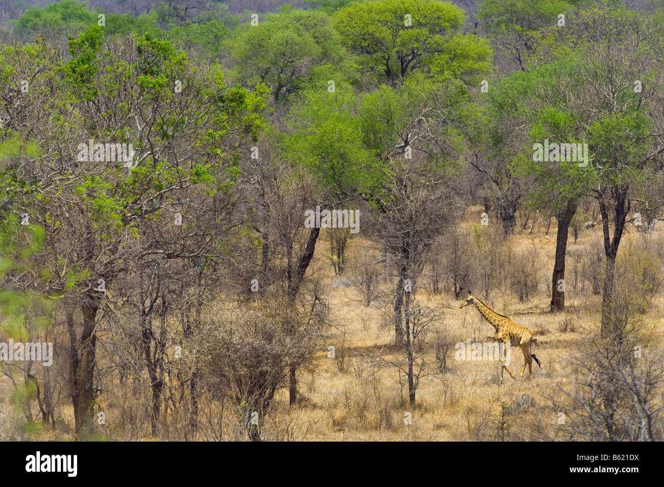 Wild Giraffe GIRAFFA Plancius südlichen Giraffe in Akazien Wald Südafrika Südafrika Ambiente Stockfoto