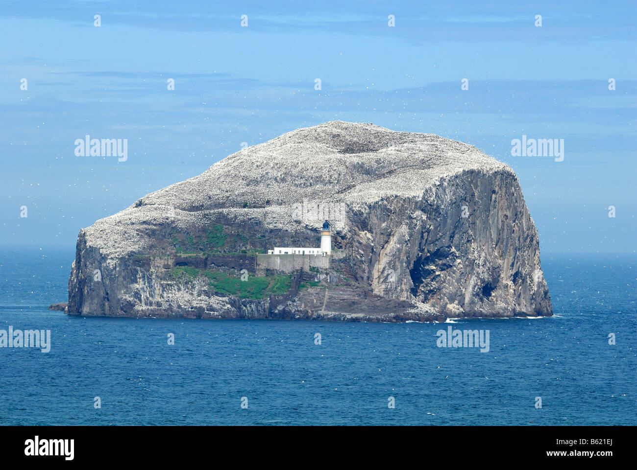 Bass Rock, Schottland, Großbritannien, Europa Stockfoto
