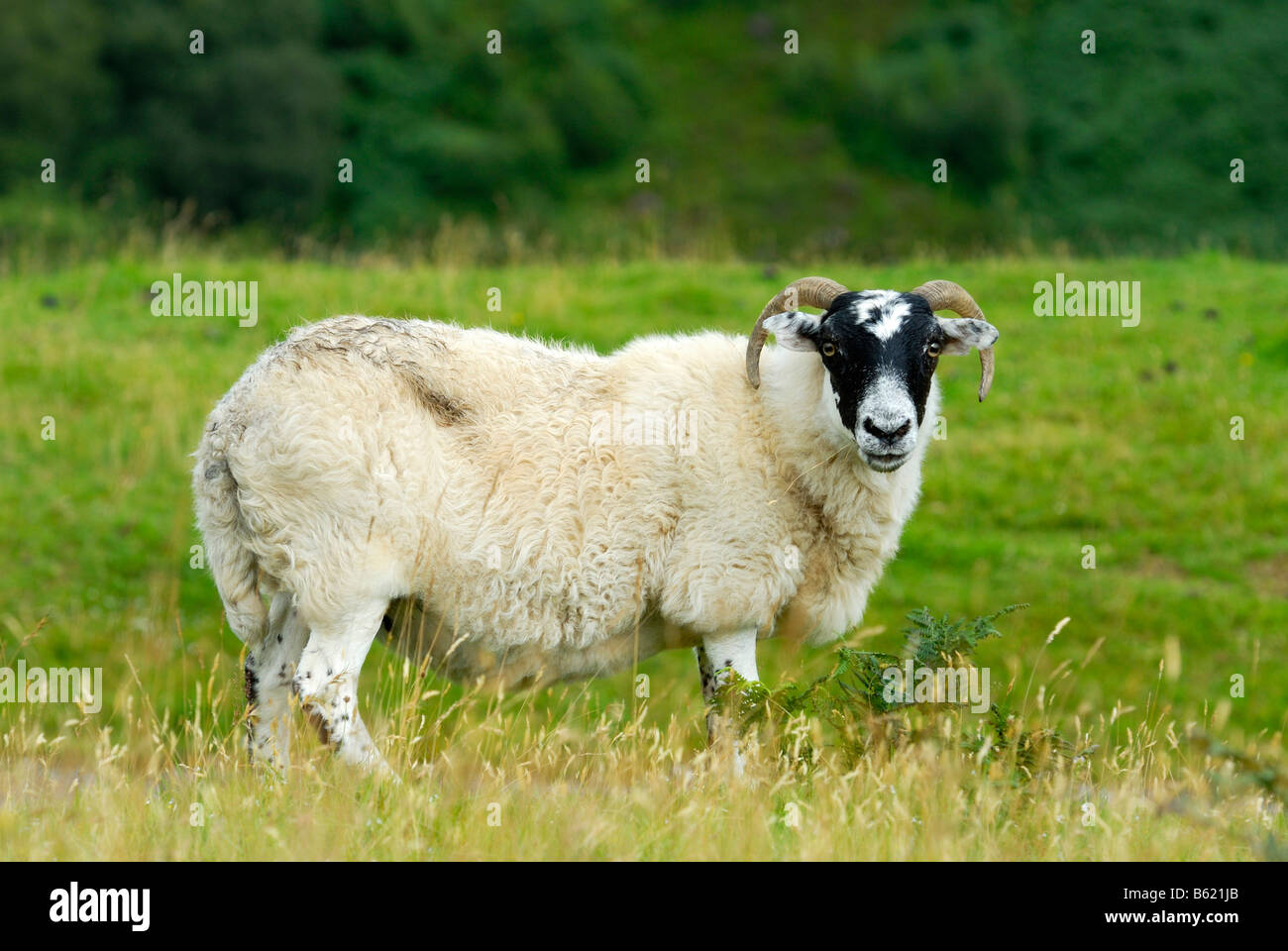 Schottischer Schafe (Ovis), auch bekannt als Scottish Blackface, Schottland, Großbritannien, Europa Stockfoto