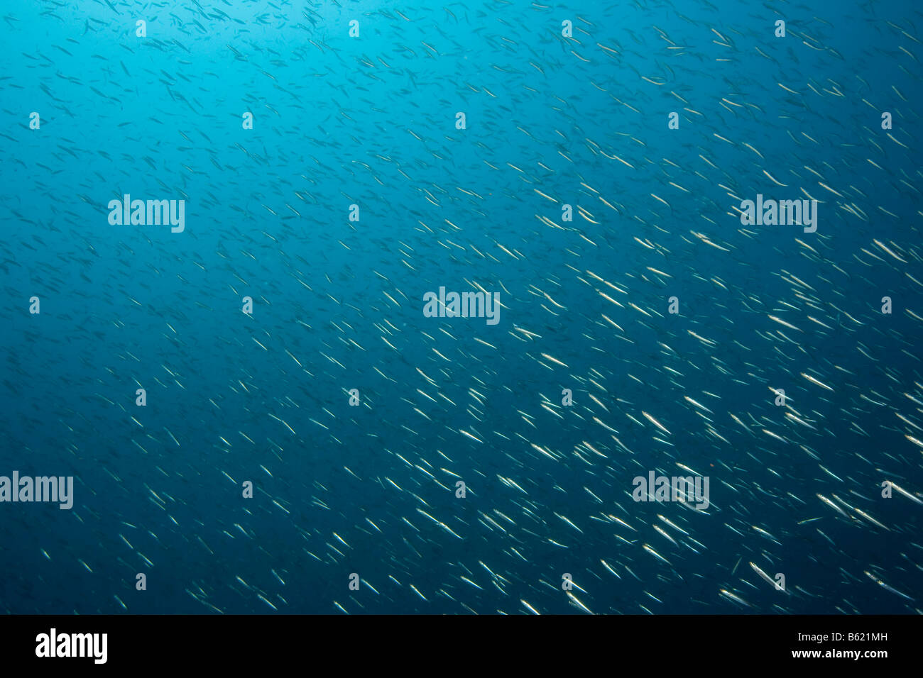Fischschwarm von Fisch, Sardinen (Sardina Pilchardus), essbare Meeresfisch, Philippinen, Südostasien Stockfoto