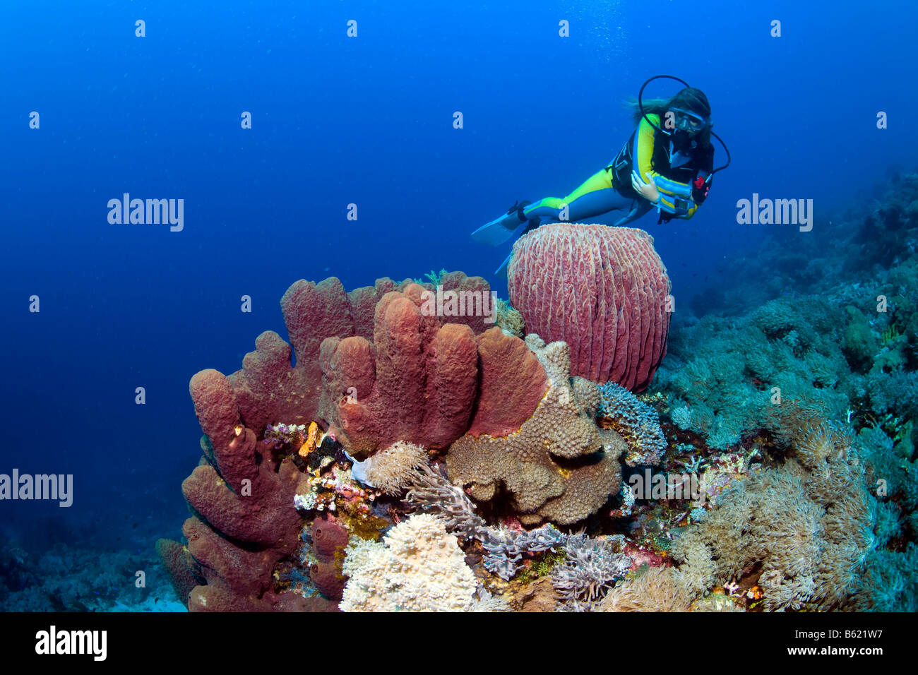 Taucher Schwimmen im bunten Korallenriff hinter einem Fass-Schwamm (Xestospongia Testudinaria), Indonesien, Süd-Ost-Asien Stockfoto