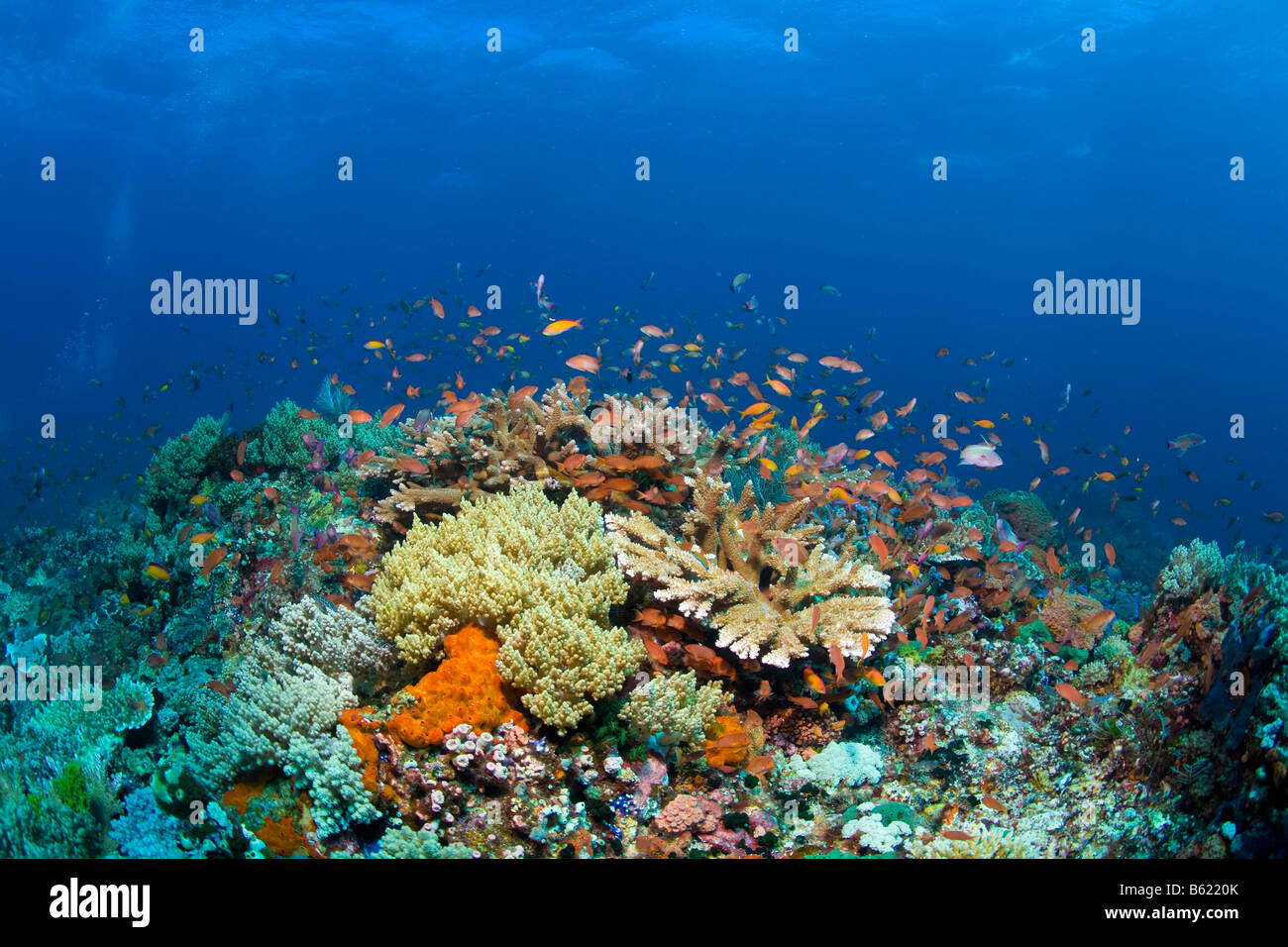 Bunte Korallenriff mit Anthias (Anthiinae), Indonesien, Süd-Ost-Asien Stockfoto