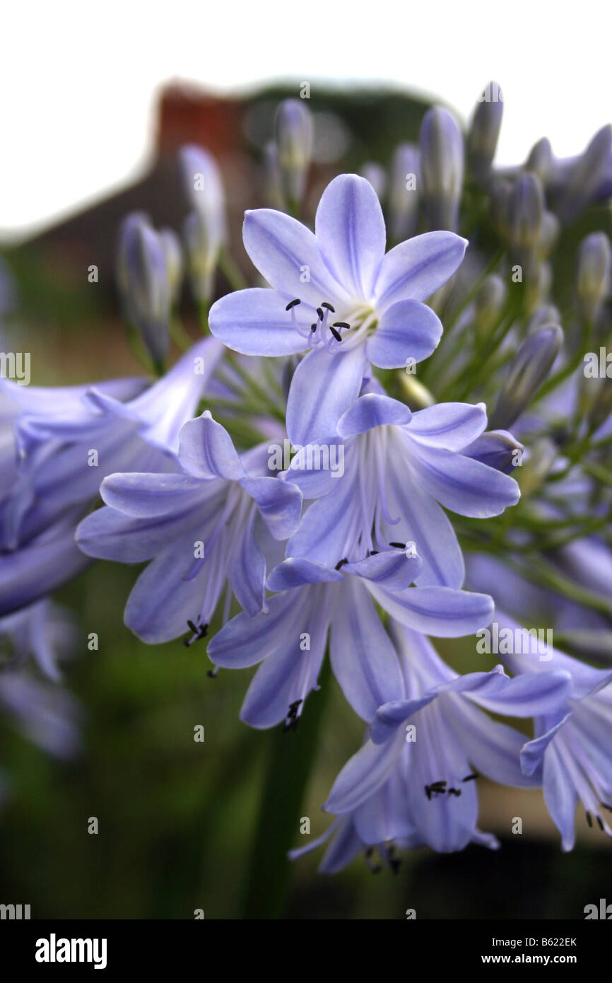 AGAPANTHUS ANGELA. AFRIKANISCHE BLAUE LILIE. Stockfoto