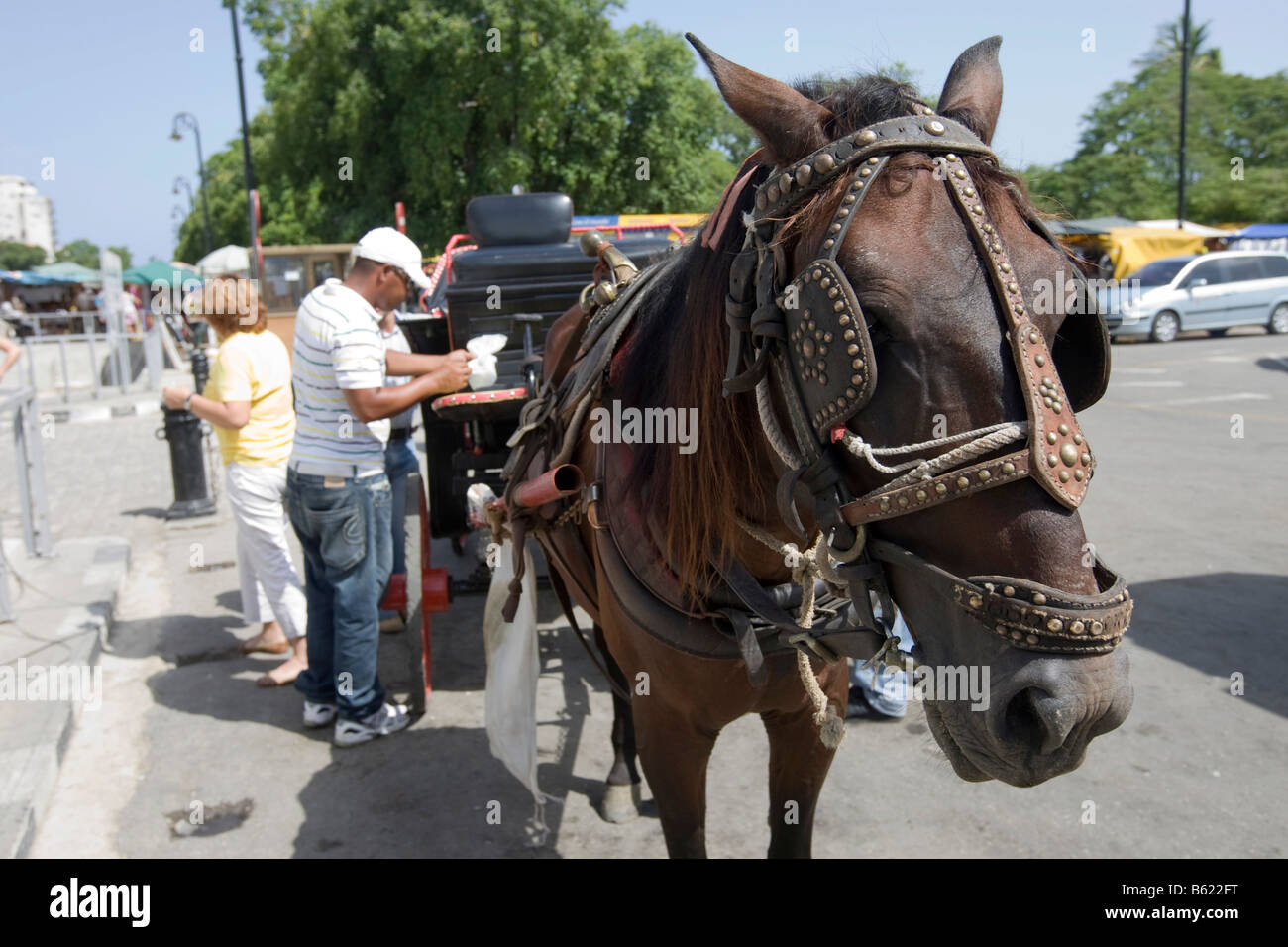 Pferd und Wagen in der Altstadt von Havanna, Kuba, Karibik Stockfoto