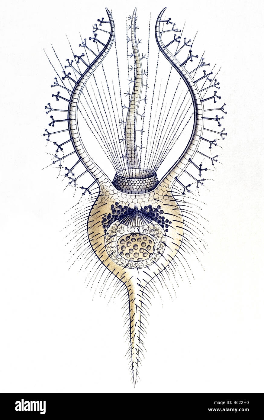 Phaeodaria / Rohrstrahlinge, Name Circogonia Haeckel, Kunstformen der Natur, Jugendstil, 20. Jahrhundert, Europa Stockfoto