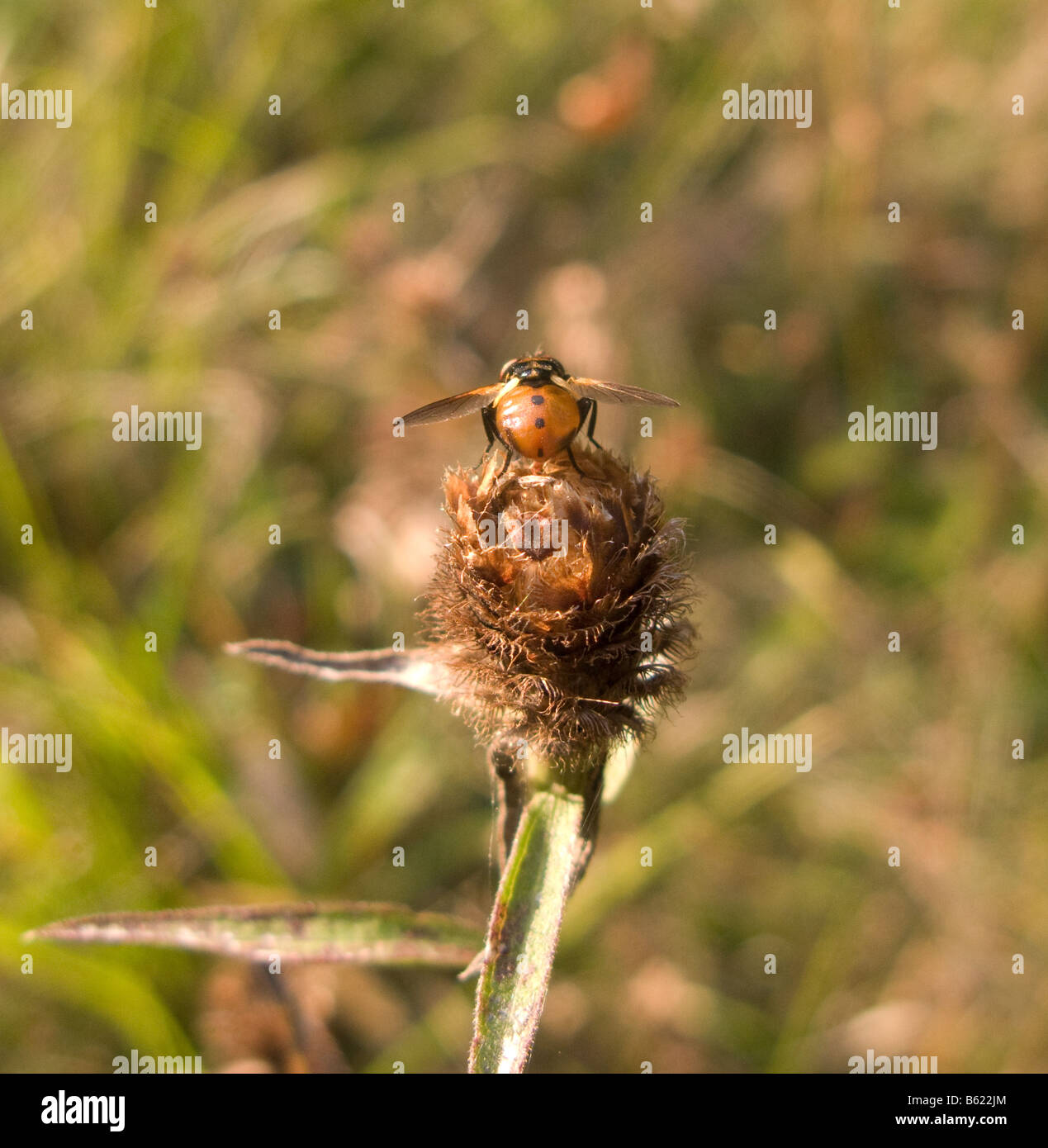 Eine Rückansicht einer Fliege (von der Gattung Gymnosoma) sitzen auf dem Saatgut-Kopf Stockfoto