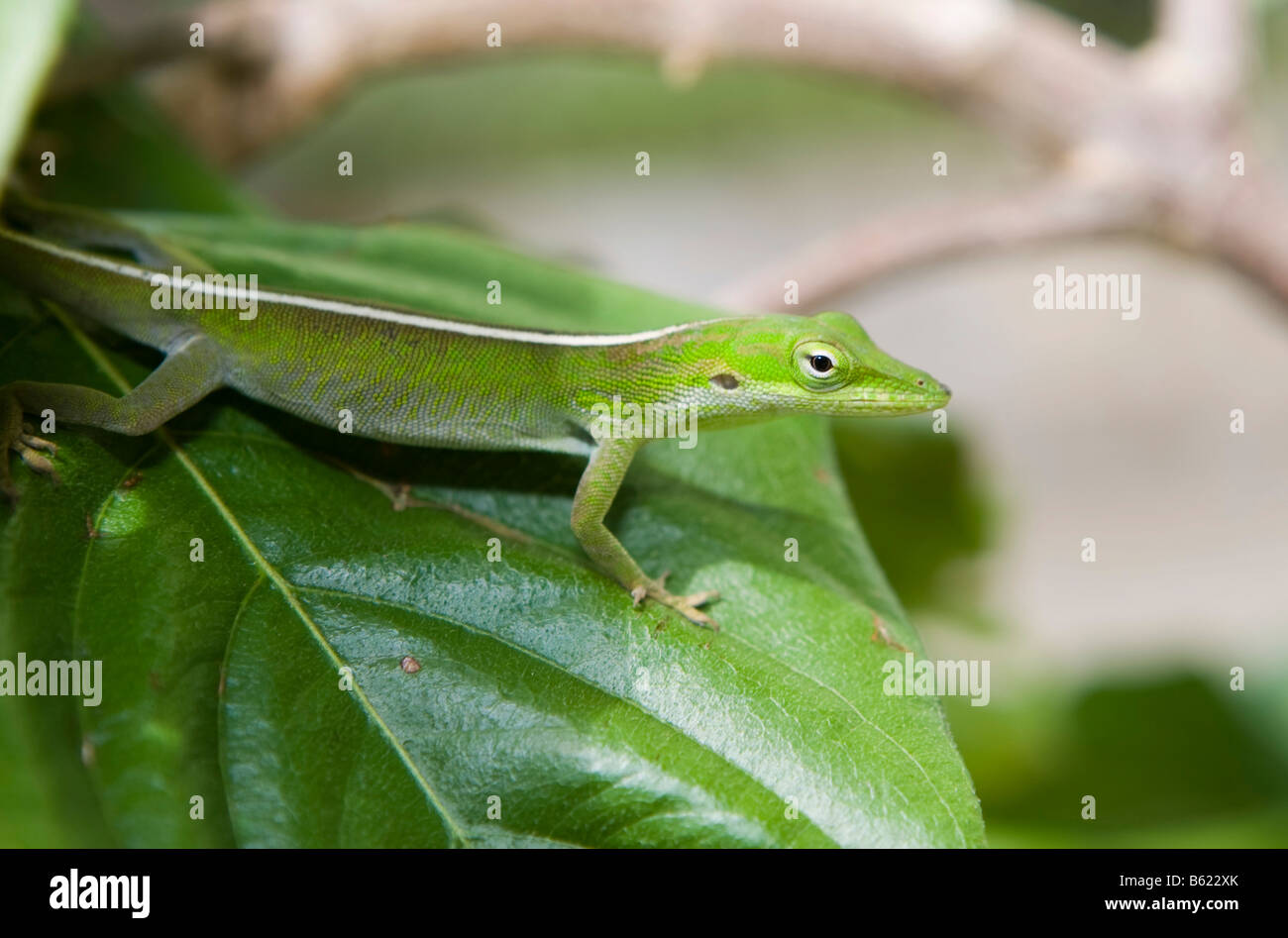 Eidechse im garten Fotos und Bildmaterial in hoher Auflösung Alamy