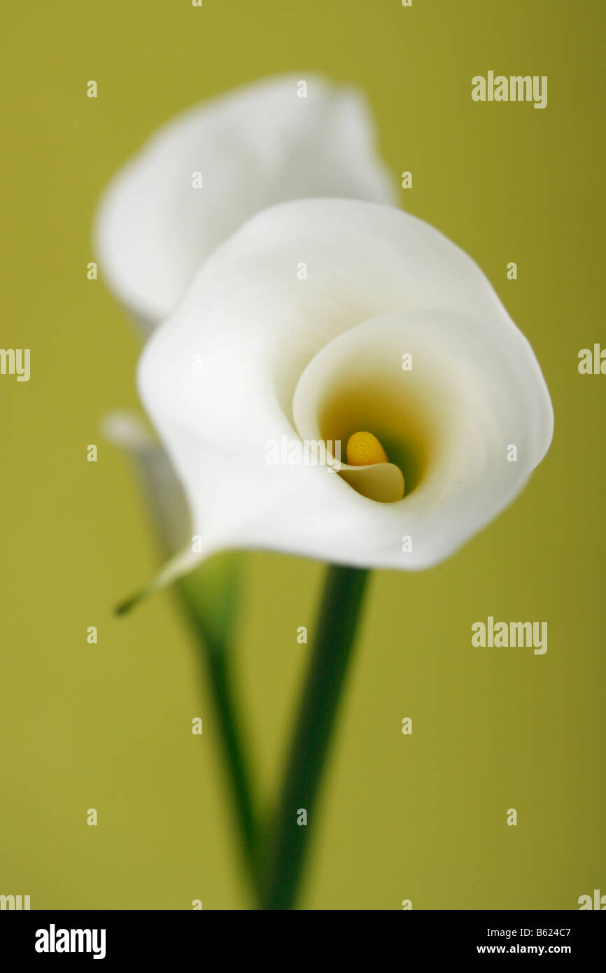 Zantedeschia (Zantedeschia), weiße Blüten Stockfoto