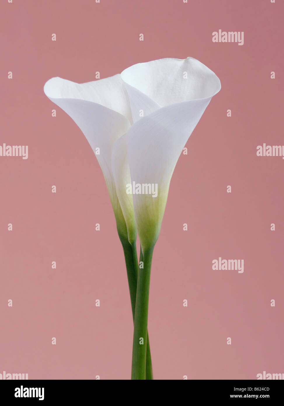 Zantedeschia (Zantedeschia), weiße Blume Stockfoto