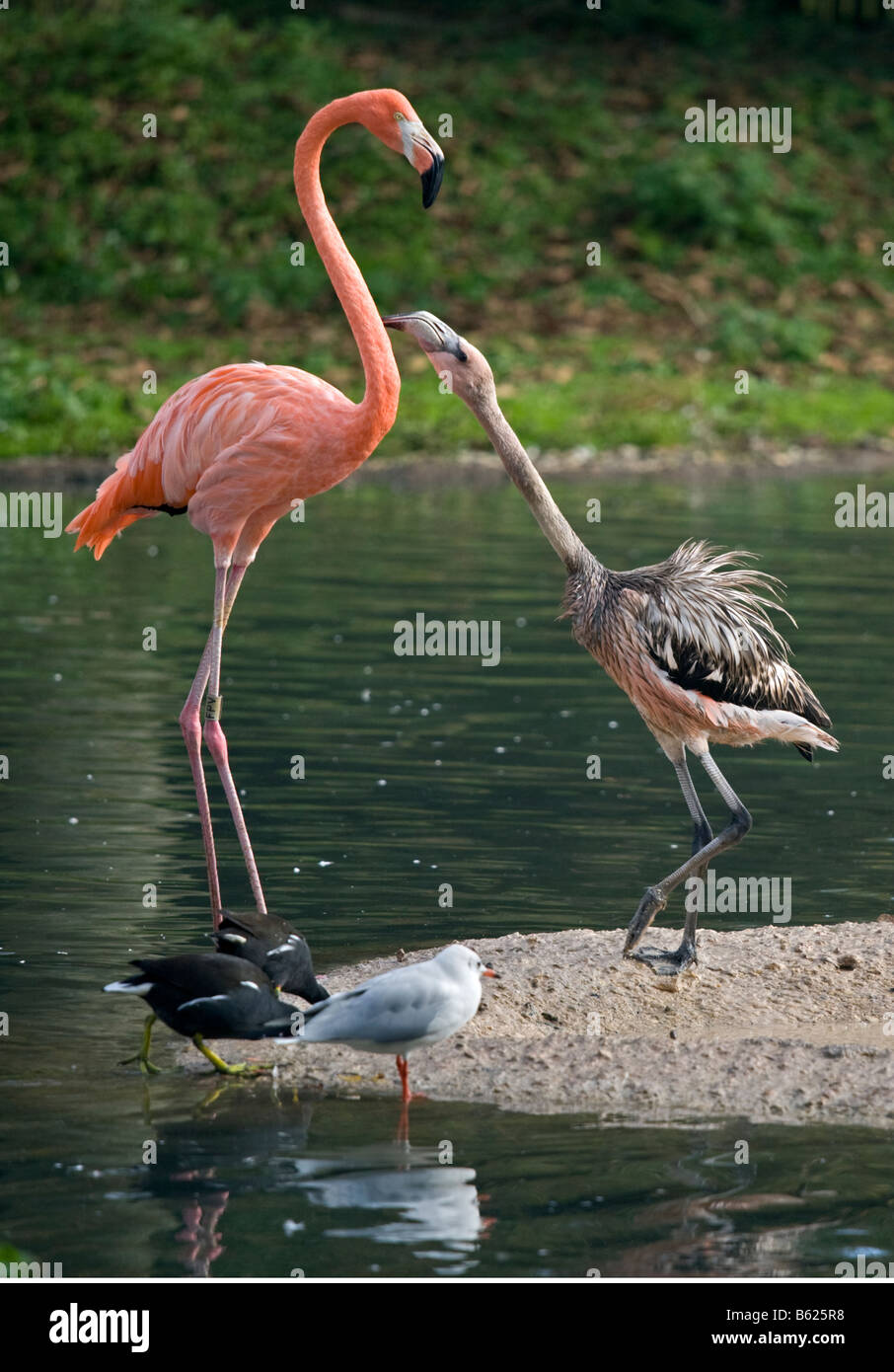 Karibischer Flamingo (Phoenicopterus ruber) Erwachsene und Jugendliche Stockfoto