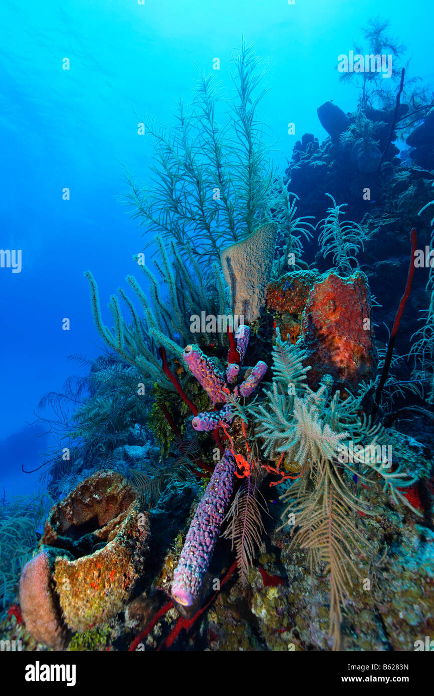 Korallenriff mit bunten, verschiedene Arten von Korallen und Schwämme, Lighthouse Reef, Turneffe Atoll, Half Moon Caye, Belize, Stockfoto