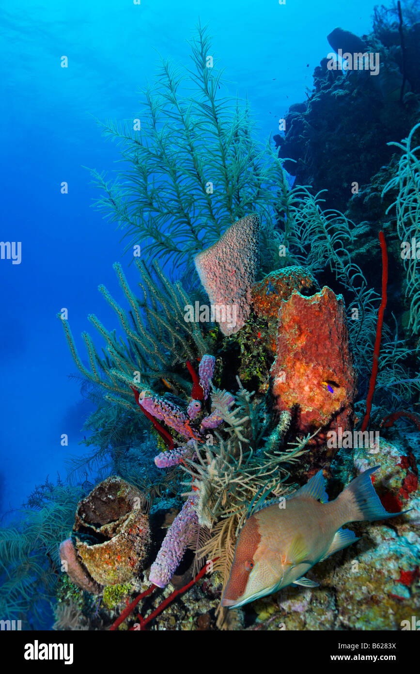 Korallenriff mit bunten, verschiedene Arten von Korallen und Schwämme, Lippfische (Lachnolaimus Maximus), Half Moon Caye, Lighthous Stockfoto