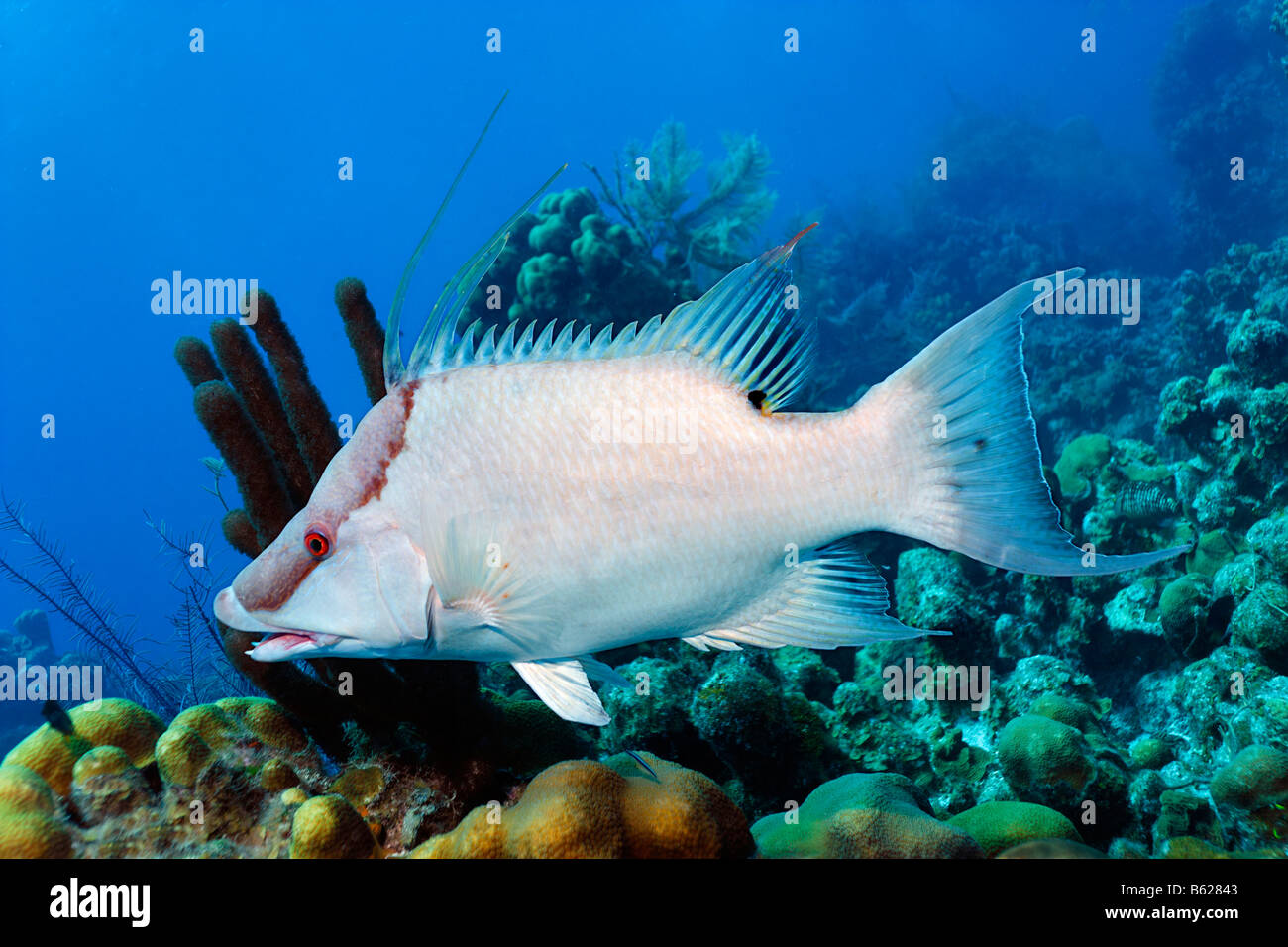 Lippfische (Lachnolaimus Maximus), von der Seite vor einem Coral reef, Half Moon Caye, Lighthouse Reef, Turneffe Atoll, Beliz Stockfoto