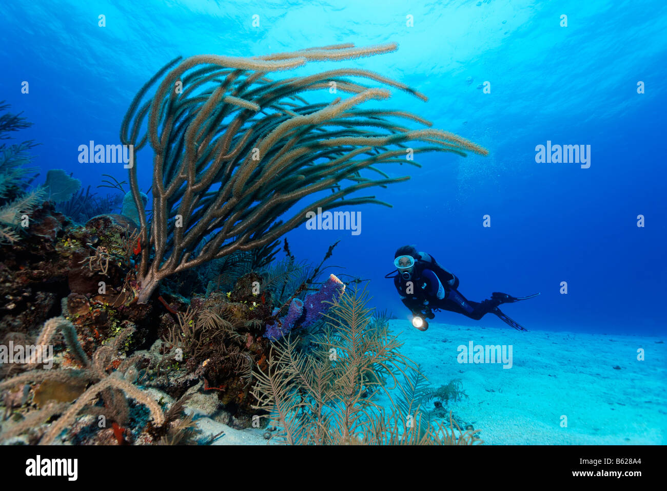 Weibliche Taucher mit einer Lampe schwimmen über sandigen Meeresboden Blick auf ein Riesen Schlitz-Pore Sea Rod (Plexaurella Nutans) am Rande einer Stockfoto