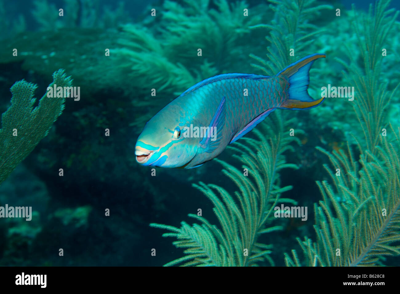 QueenPapageienfisch (Scarus Vetula), Weichkorallen, Barrier Reef, San