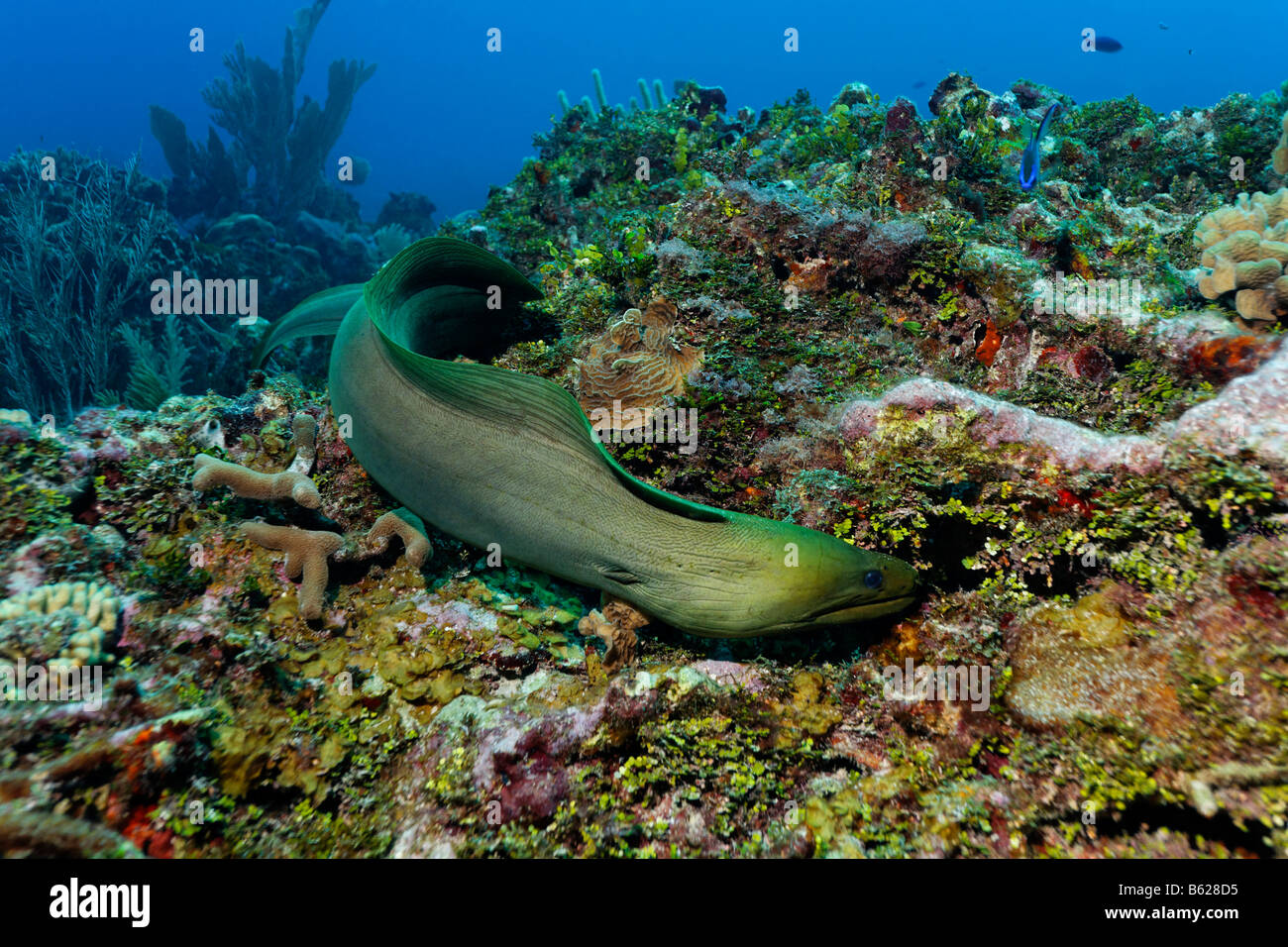 Grüne Muräne (Gymnothorax Funebris), ein Aal, Suche jeden Spalt in einem Korallenriff auf Beutetiere auch Halimeda Algen (Halimeda sp. Stockfoto
