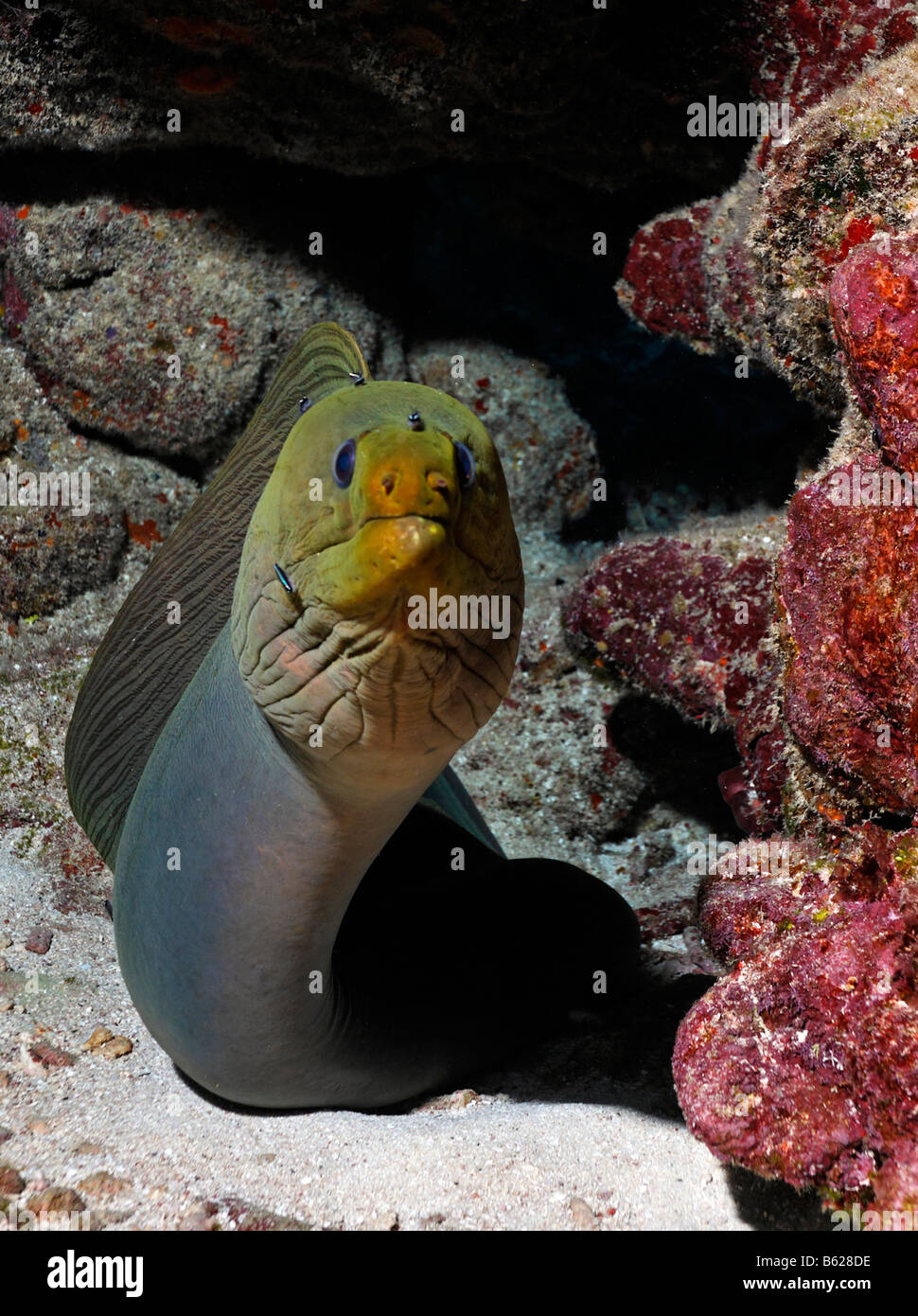 Grüne Muräne (Gymnothorax Funebris), ein Aal, schauen neugierig aus ihrem Loch im Korallenriff, Barrier Reef, San Pedro, A Stockfoto