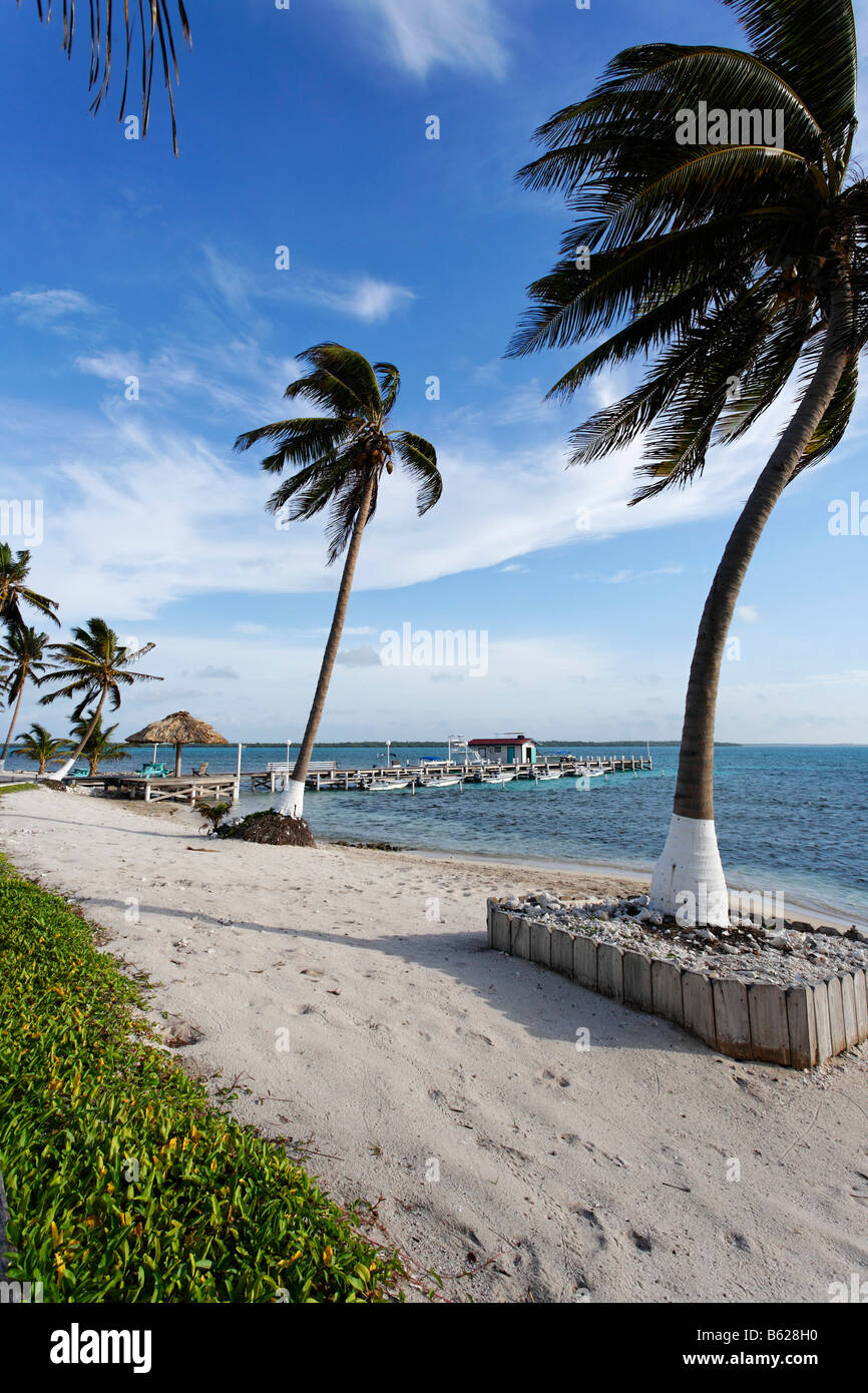 Strand mit Palmen und einem Steg, Turneffe Flats, Turneffe Atoll, Belize, Mittelamerika, Karibik Stockfoto
