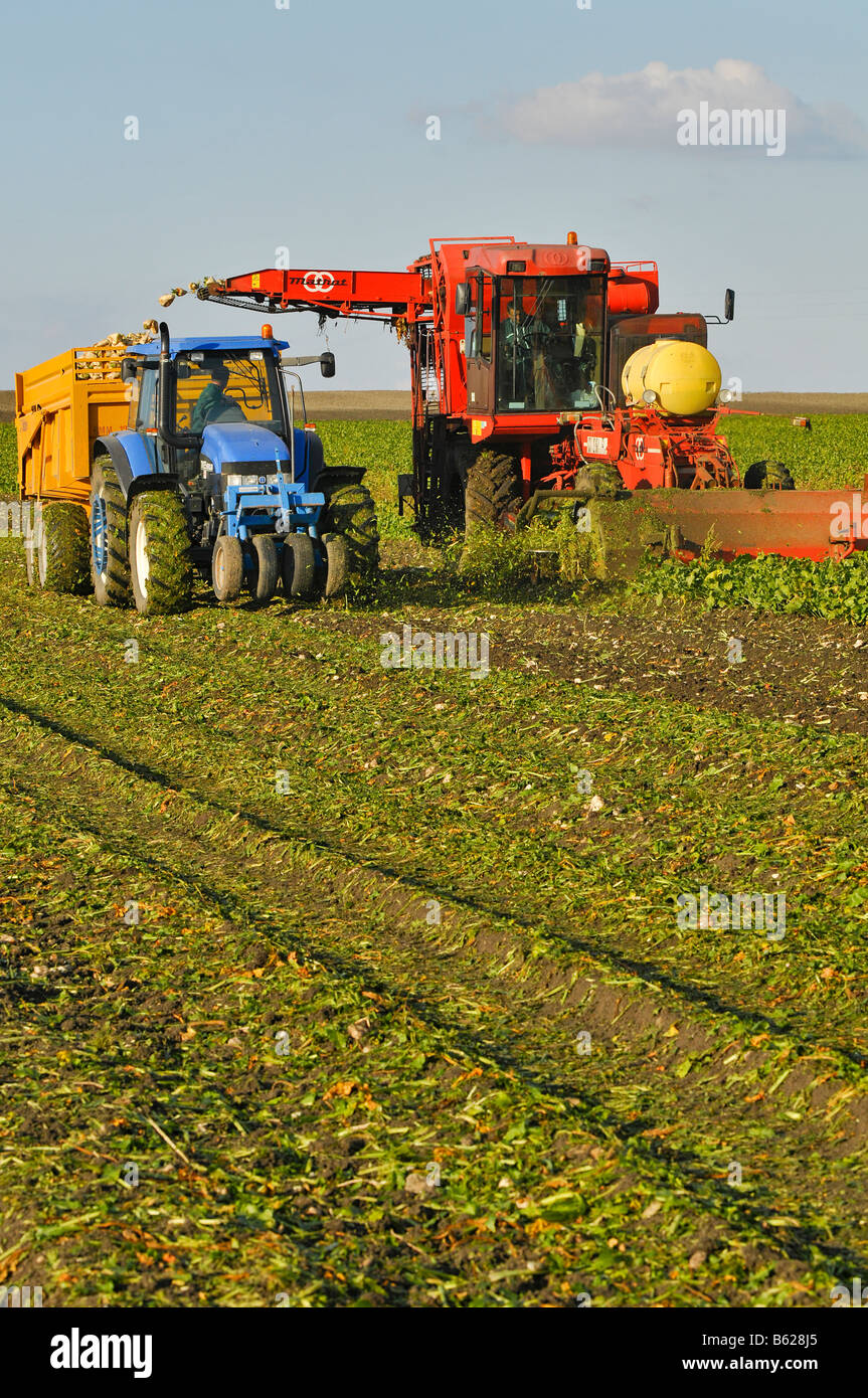 Rübenerntemaschine holt die Zuckerrüben und füllte den Traktor Anhänger., Frankreich. Stockfoto