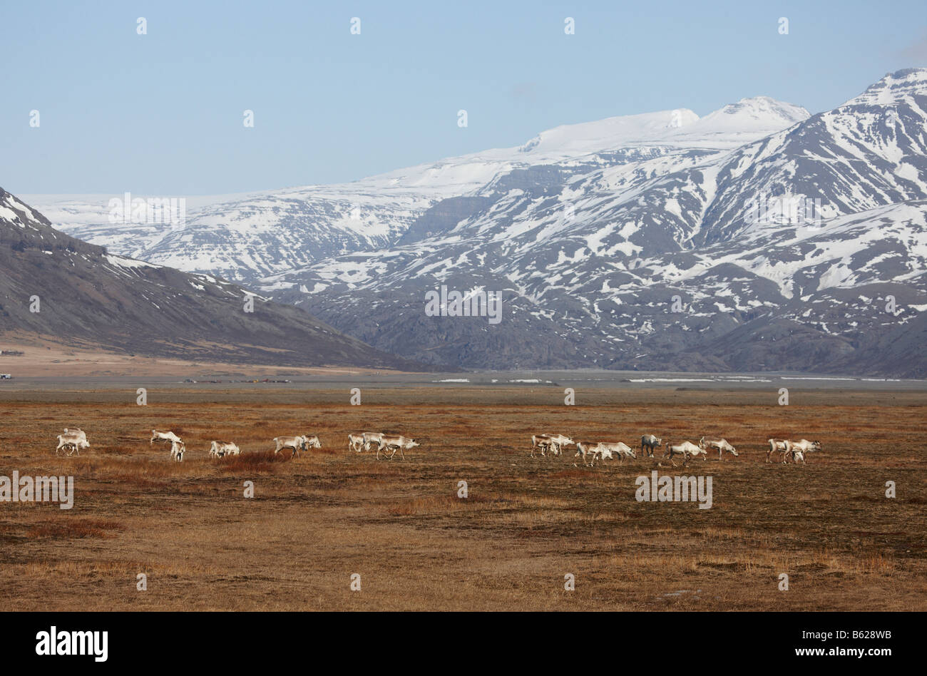 Rentier Herde weiden, Hornafjördur Fjord Ost-Island, Stockfoto