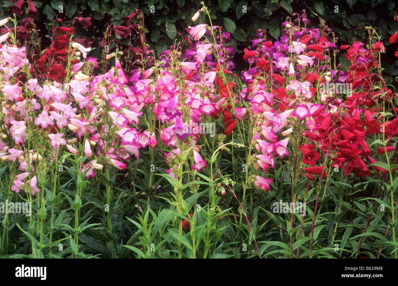 Penstemon-Sorten, die verschiedenen in Drift Blumen Garten gepflanzt Pflanzen Bartfaden drifts Stockfoto