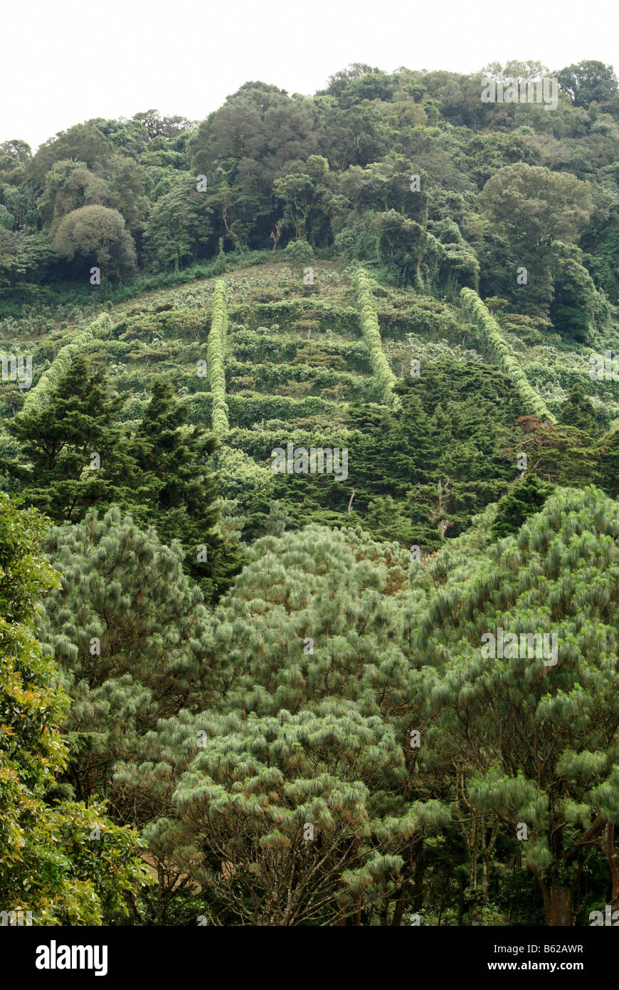 Kaffeeplantage oder Finca in den Bergen des westlichen El Salvador, Mittelamerika Stockfoto