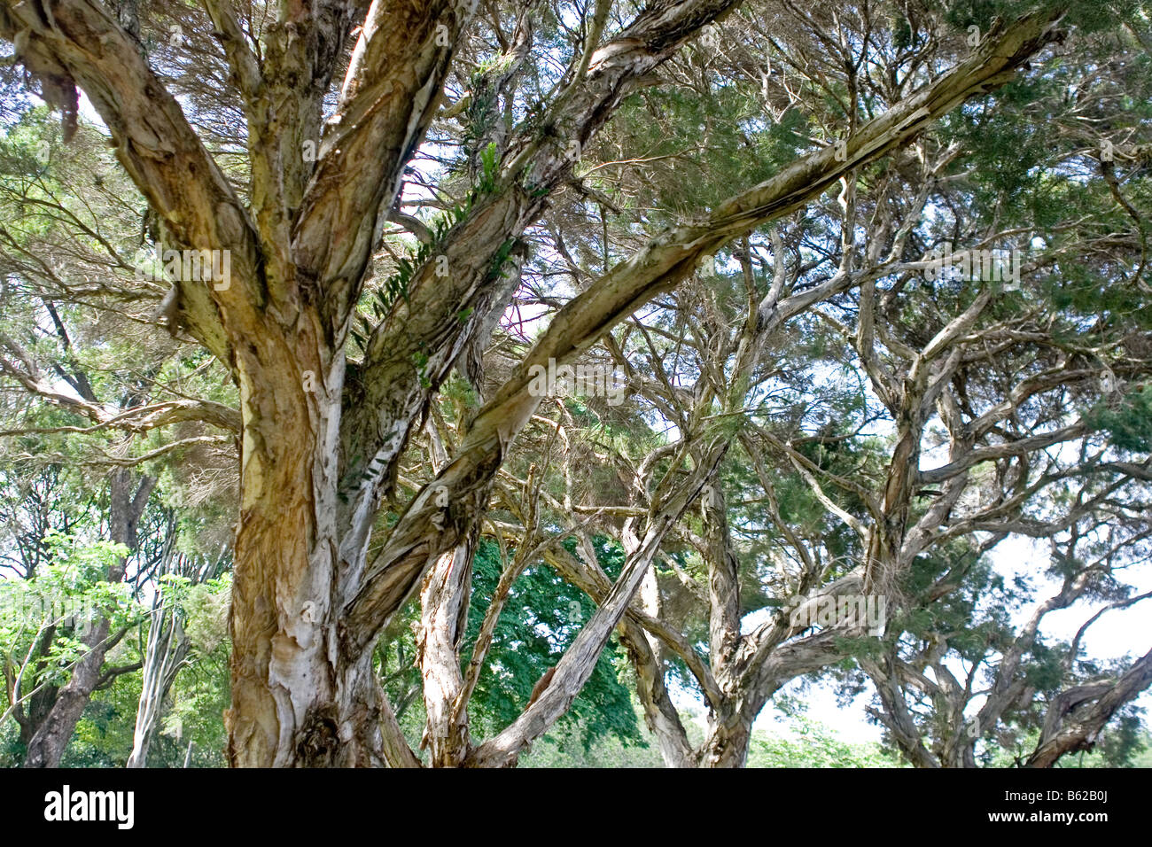 Melaleuca Alternifolia Baum Stockfoto