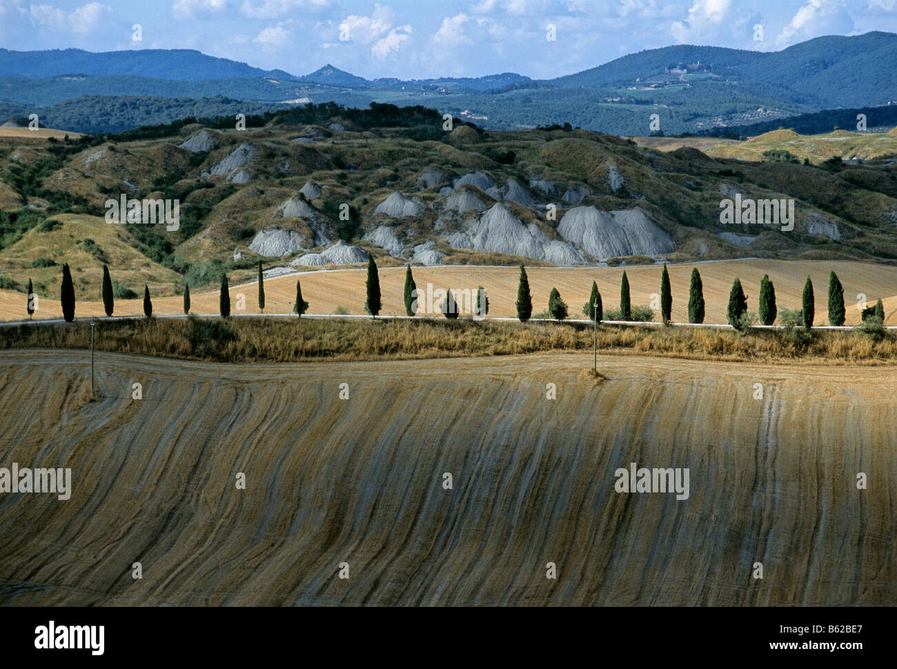Zypern-Gasse durch Weizenfelder, geerntet Le Kreta in der Nähe von Pievina, Provinz Siena, Toskana, Italien, Europa Stockfoto
