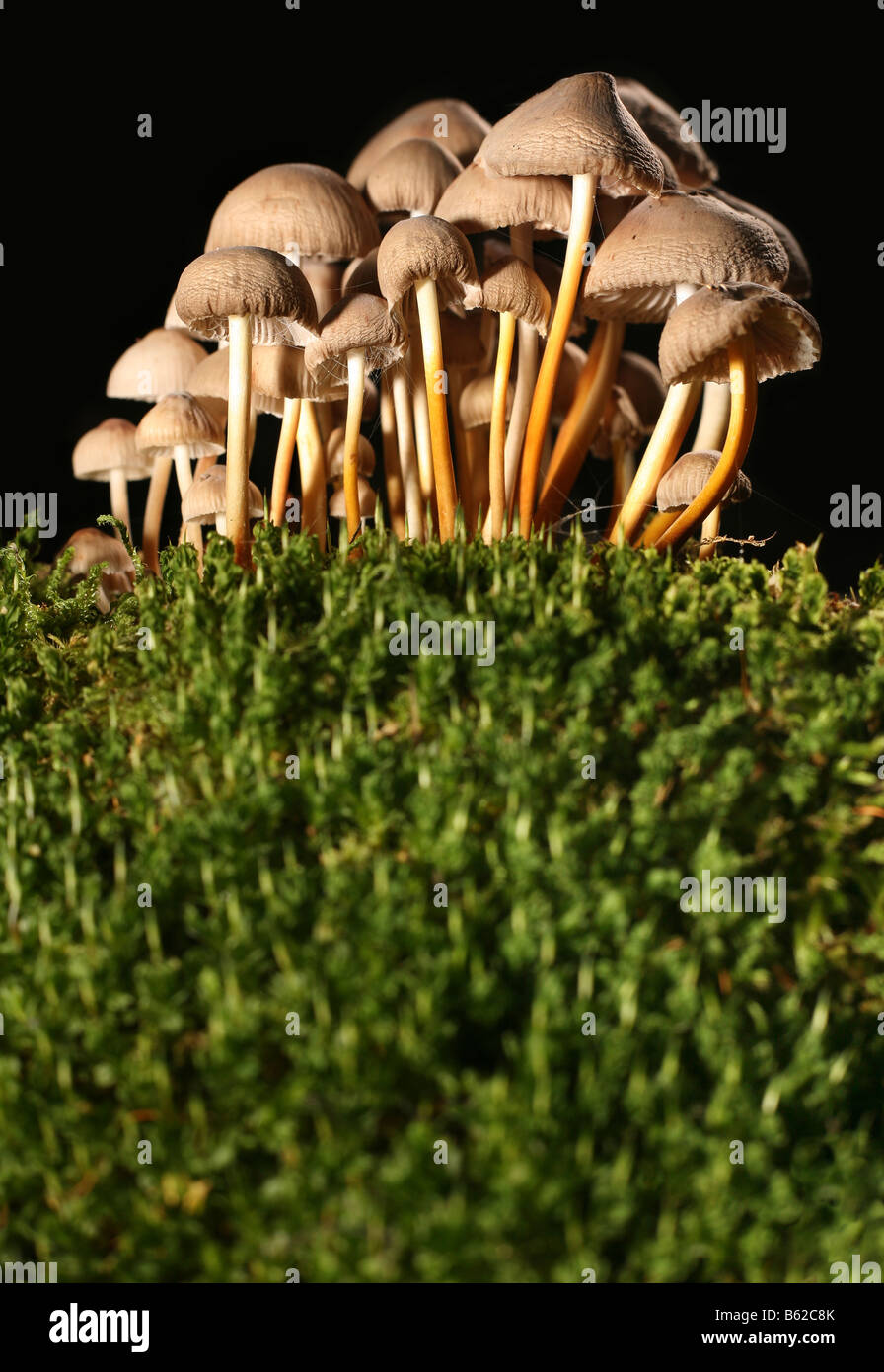 Pilz-Gruppe auf grünem Moos in schwarz Stockfoto