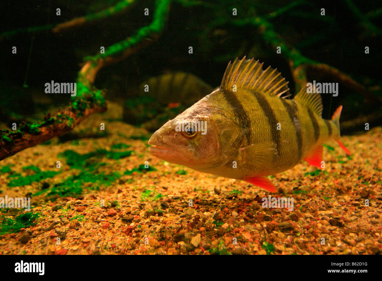 Europäische Barsch (Percha Fluviatilis) in einem Aquarium in der Mueritzeum, Deutschlands größtes Aquarium für einheimische Süßwasserfische, Krieg Stockfoto