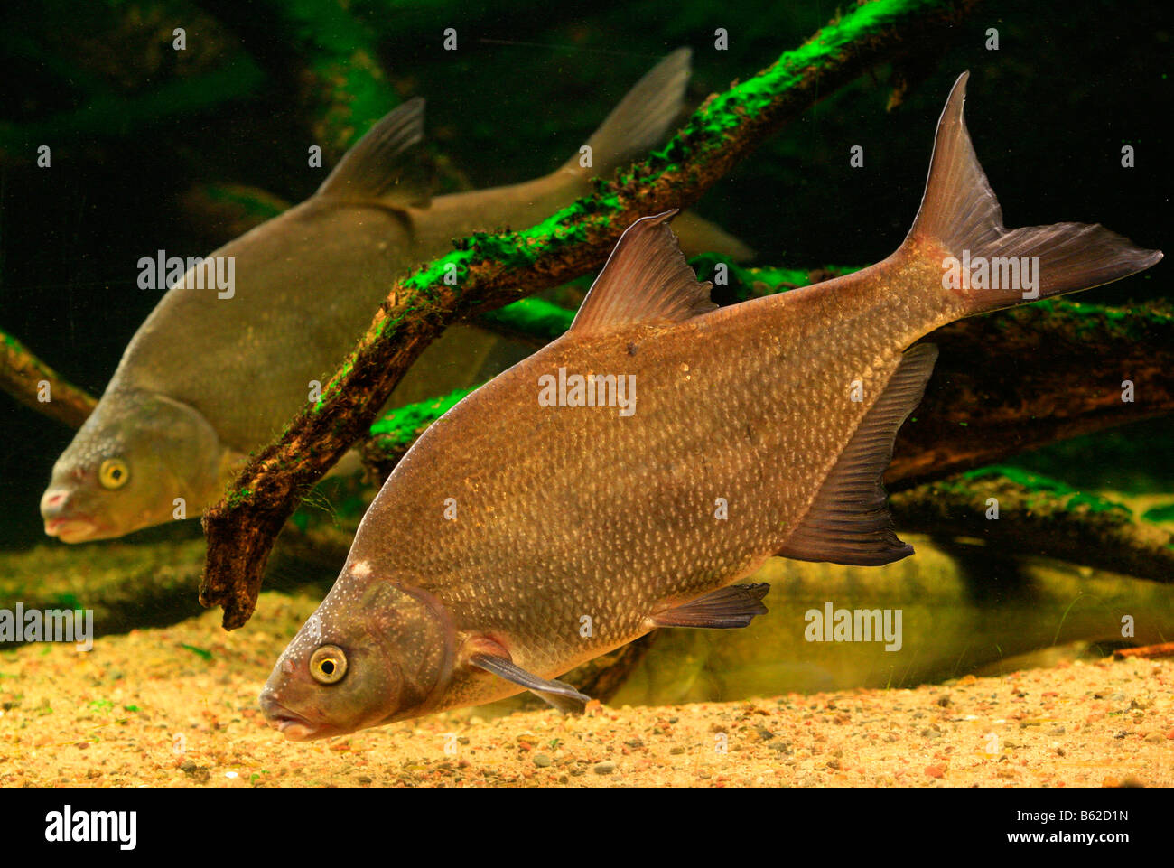 Karpfen Sie Brassen (Abramis Brama) in einem Aquarium in der Mueritzeum, Deutschlands größtes Aquarium für einheimische Süßwasserfische, Warener auf th Stockfoto