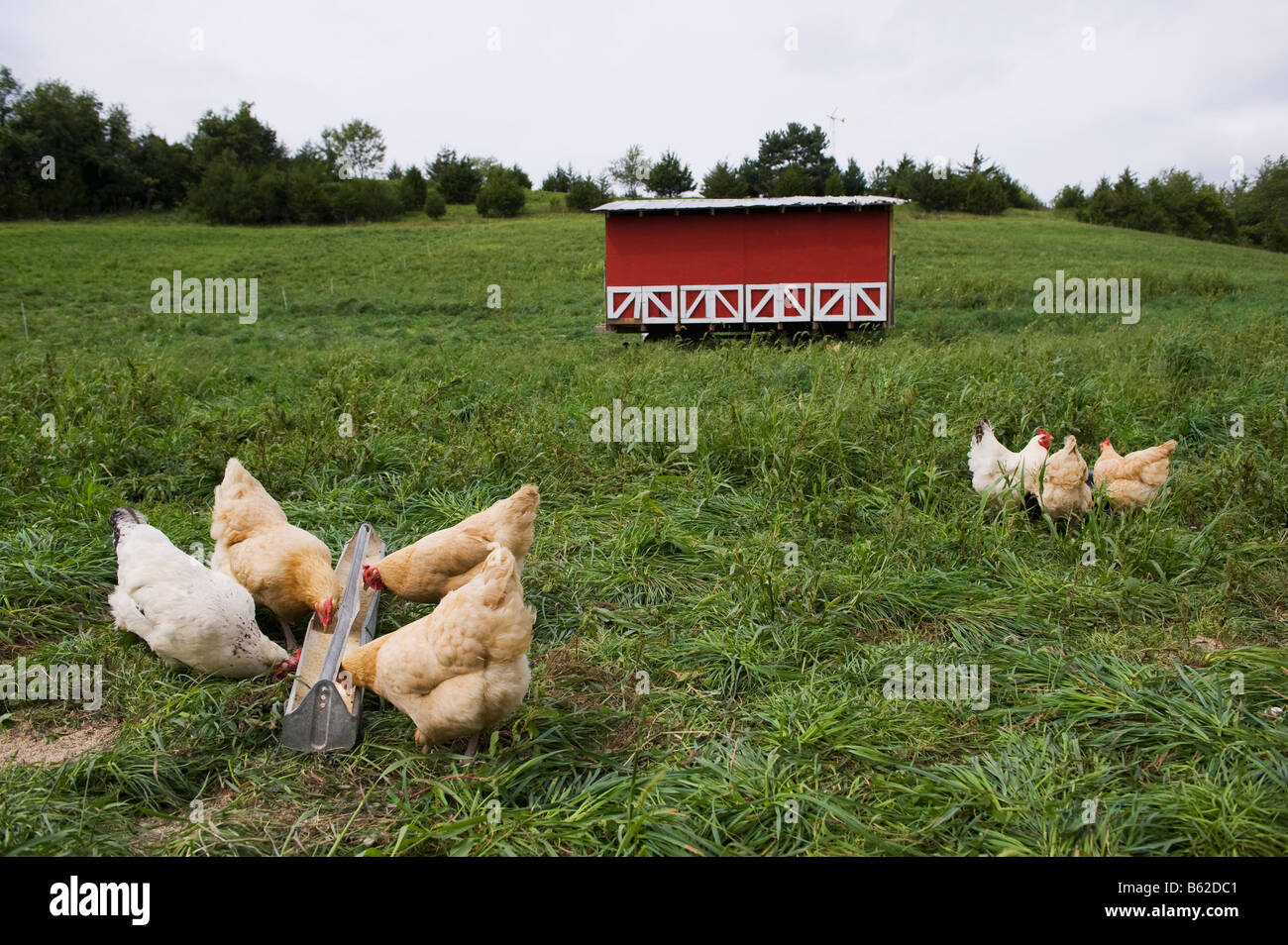 Freie Auswahl Huhn Fütterung in ein offenes Feld auf einem Bauernhof. Stockfoto