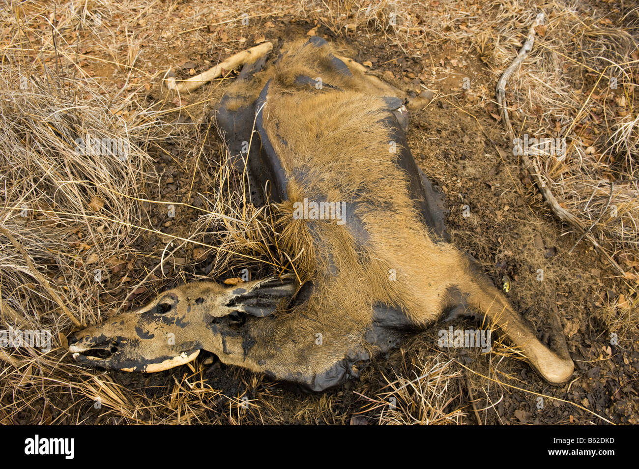 AAS Impala sterben sterben von Durst Karkasse Kadaver in der Savanne Savanne Südafrika totes Wasser Mangel Korruption decompos Stockfoto