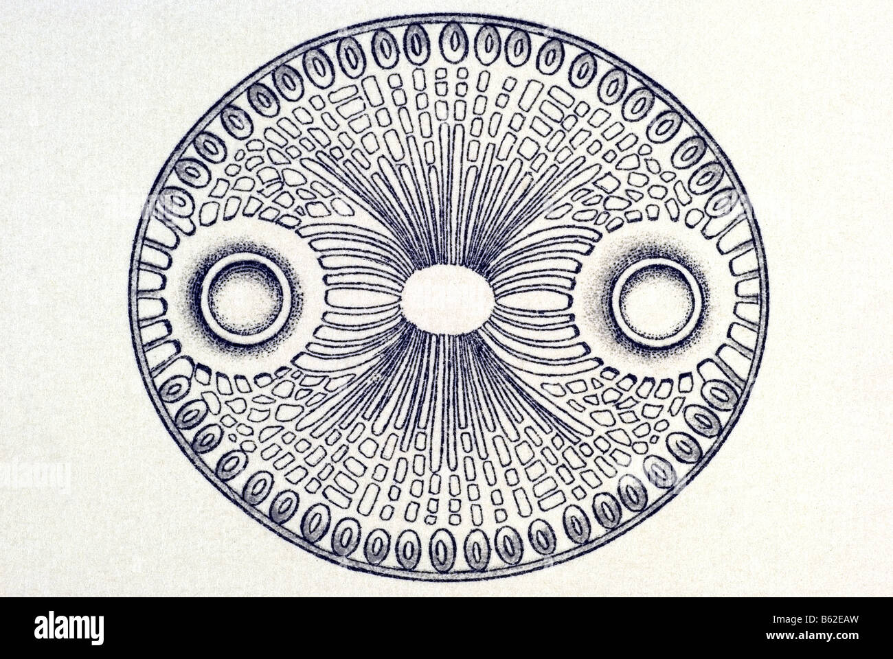 Diatomeen / Schatellinge Name Triceratium, Haeckel, Kunstformen der Natur, Jugendstil, 20. Jahrhundert, Europa Stockfoto