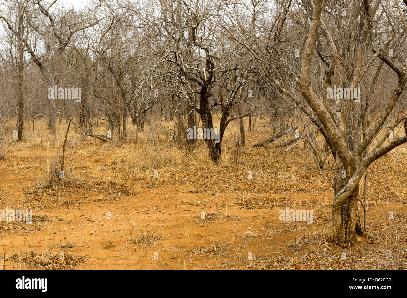 weiten Blick Landschaft Südafrika rote Wüstenstaub Feldweg fahren weg Safari Savanne Waldland Busch Buschland Bäume Stockfoto