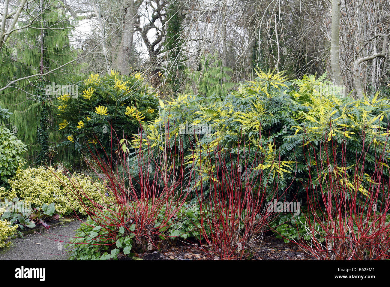 MAHONIA X MEDIA SORTEN LIONEL FORTESCUE AGM LINKS BUCKLAND RECHTS IM WINTERGARTEN BEI RHS ROSEMOOR Stockfoto