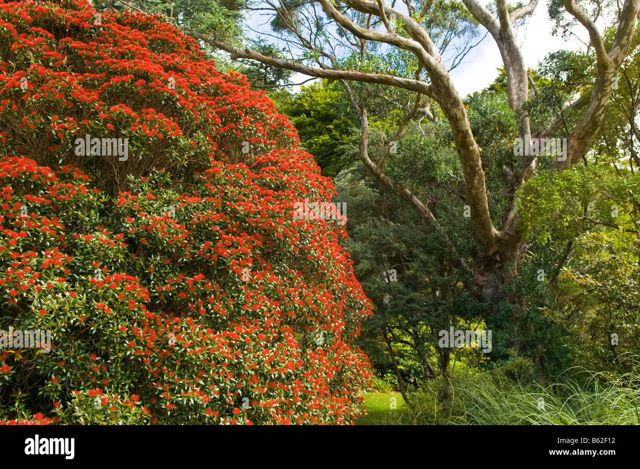 Southern Rata (Metrosideros Umbellatus) Inverewe Gardens, Poolewe, Scotland UK Stockfoto