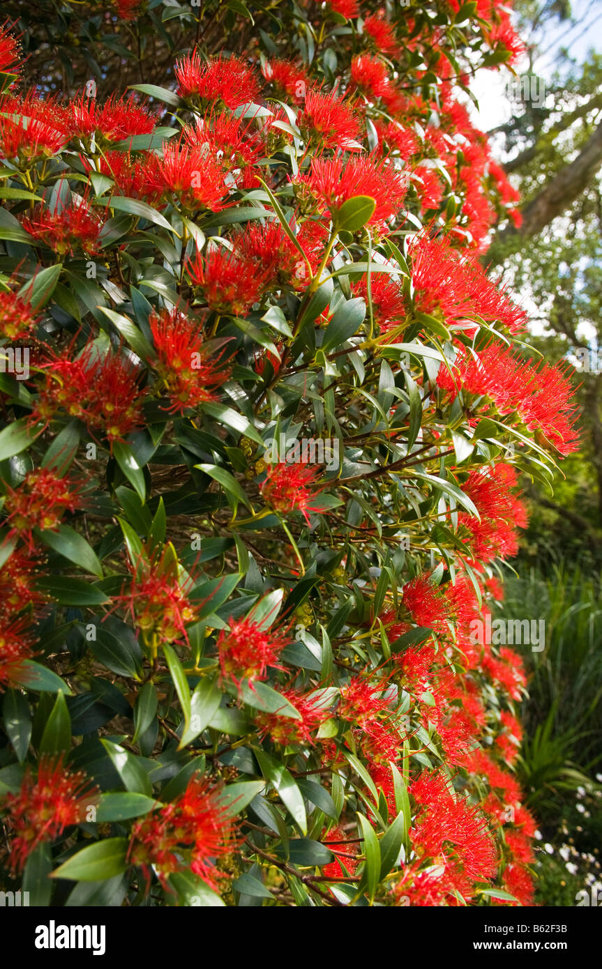 Southern Rata (Metrosideros Umbellatus) Inverewe Gardens, Poolewe, Scotland UK Stockfoto