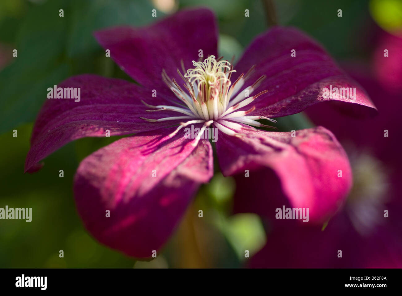 rote clematis Stockfoto