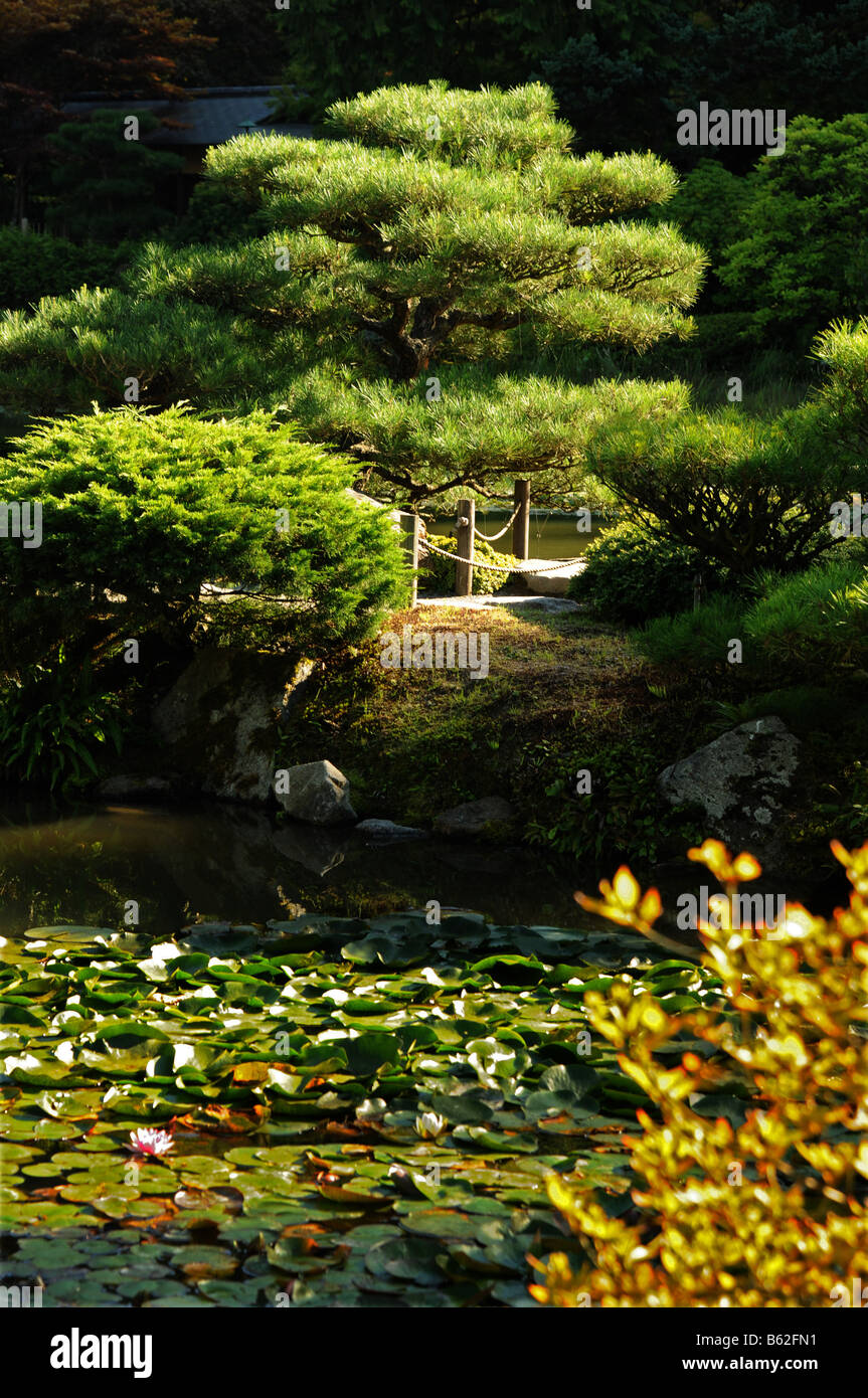 Seerose-See, japanischer Garten, Seattle, Washington, USA, USA, Nordamerika Stockfoto