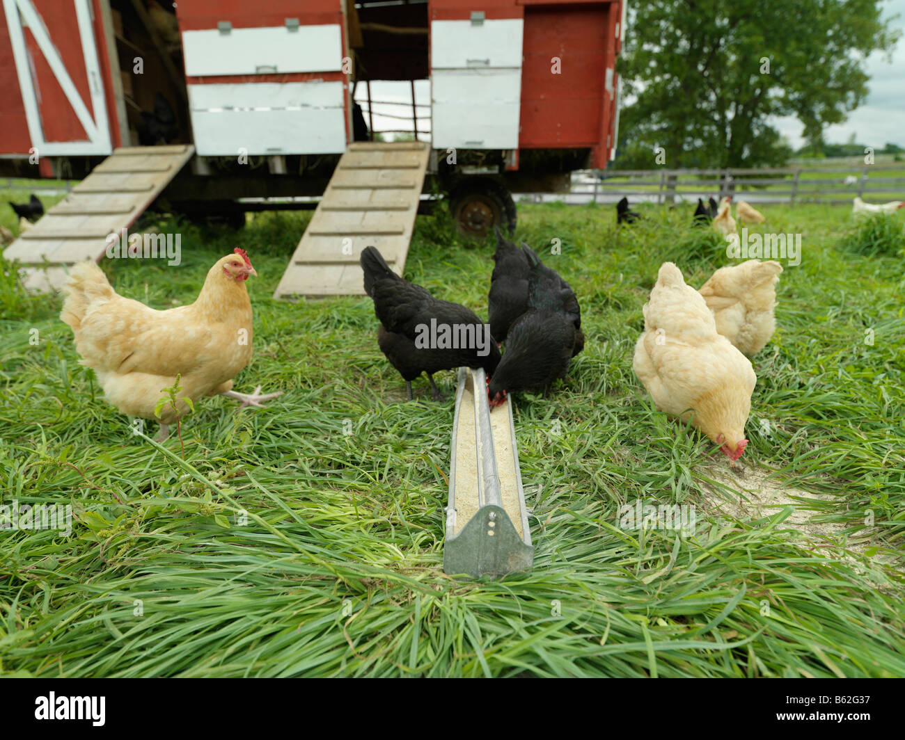 Freilandhaltung Hühner füttern in einem Feld. Stockfoto