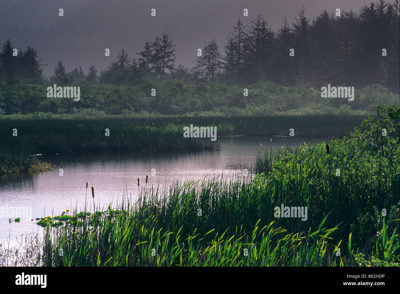 Elk Creek Feuchtgebiete in der Nähe von Crescent City Del Norte County in Kalifornien Stockfoto