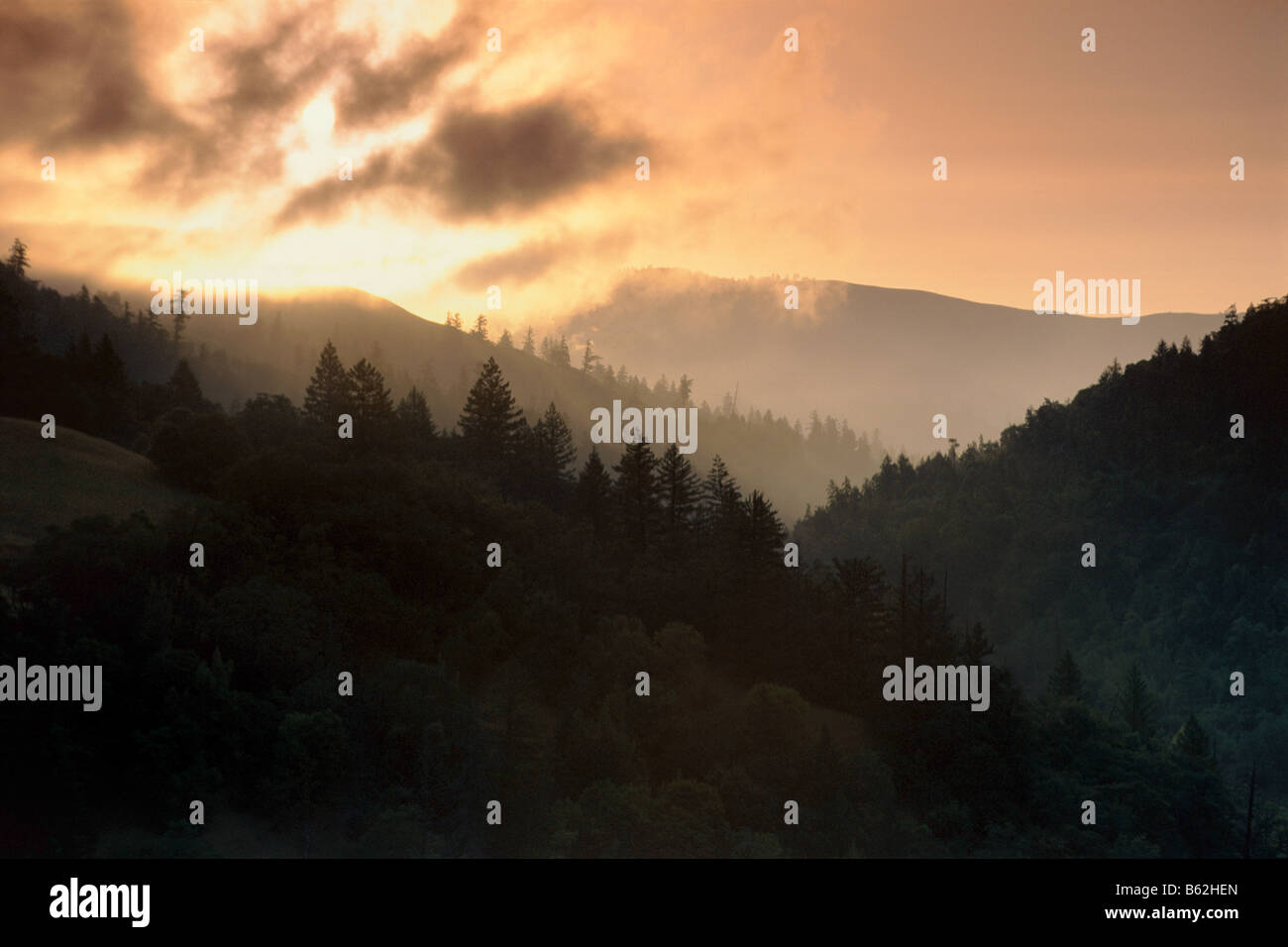 Sonnenaufgang über dem Wald Humboldt County in Kalifornien Stockfoto