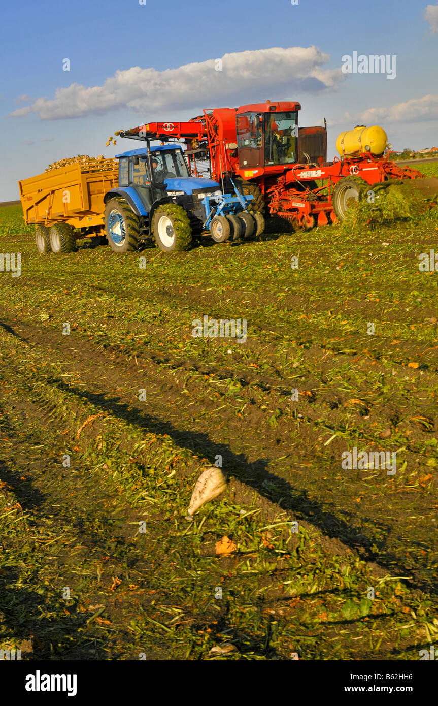 Rübenerntemaschine holt die Zuckerrüben und füllte den Traktor Anhänger., Frankreich. Stockfoto