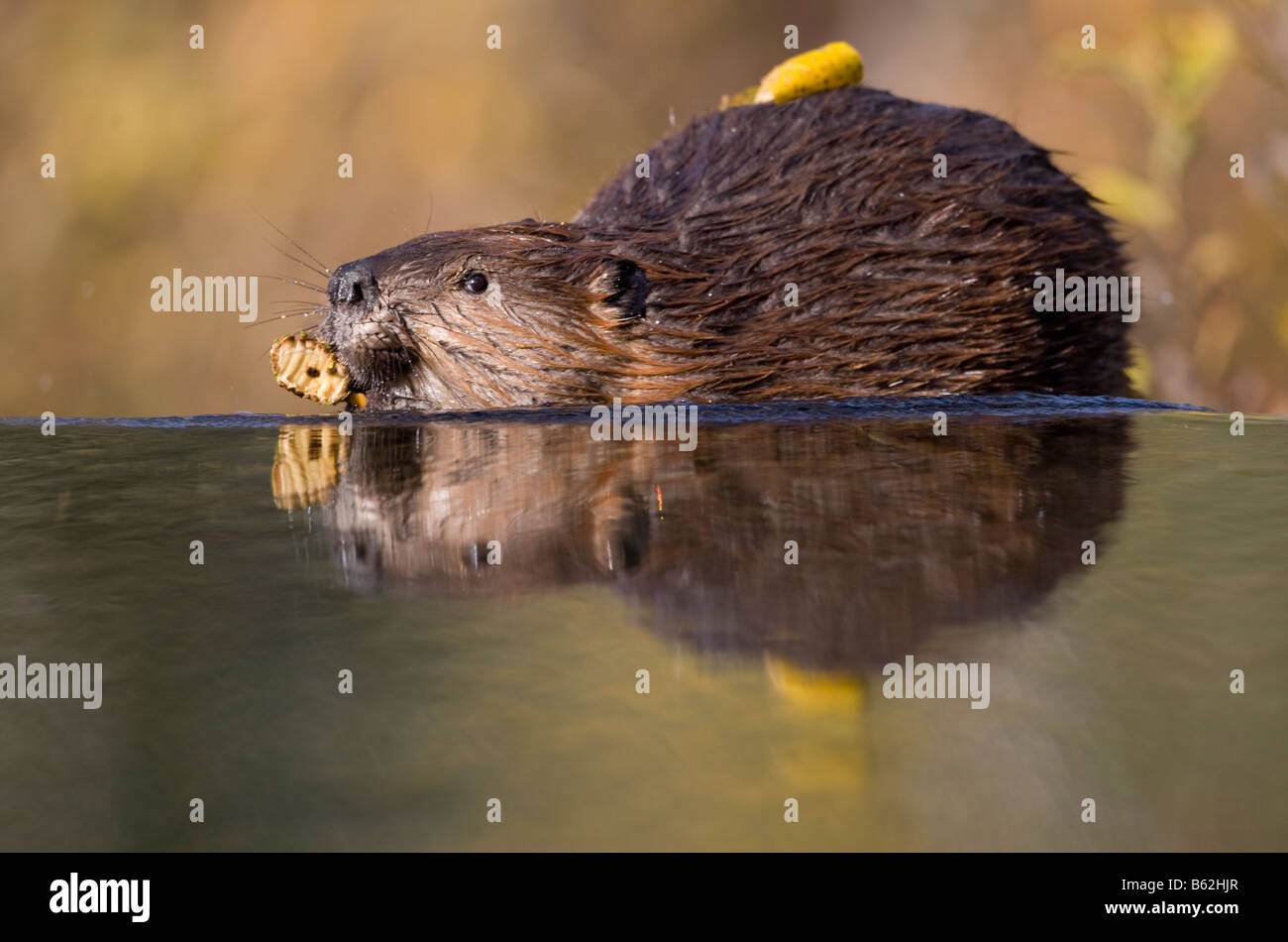 USA Alaska Denali Nationalpark Biber Castor Canadensis Schwimmen mit gekaut Zweig im Teich in der Nähe von Wonder Lake auf Herbstabend Stockfoto