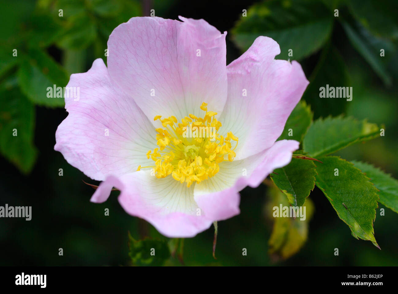 Dog Rose Blume Stockfoto