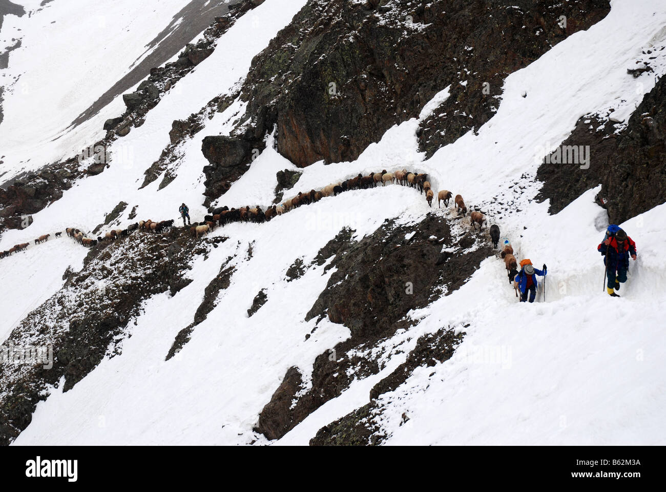 Schäfer Blei Schafe auf steilen Schnee Weg zum Niederjoch Ötztaler Berge Italien Österreich Stockfoto