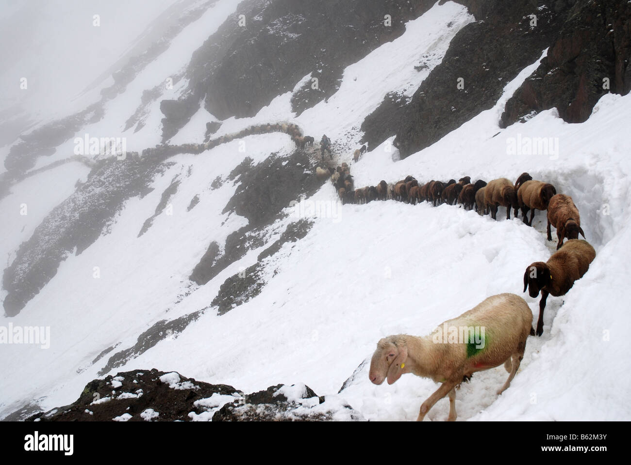 Schafe, die steile Schnee-Wanderweg zum Niederjoch Ötztaler Berge Italien Stockfoto