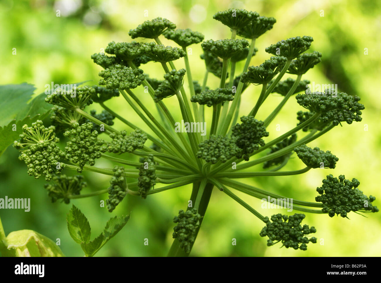 Angelica archangelica Stockfoto