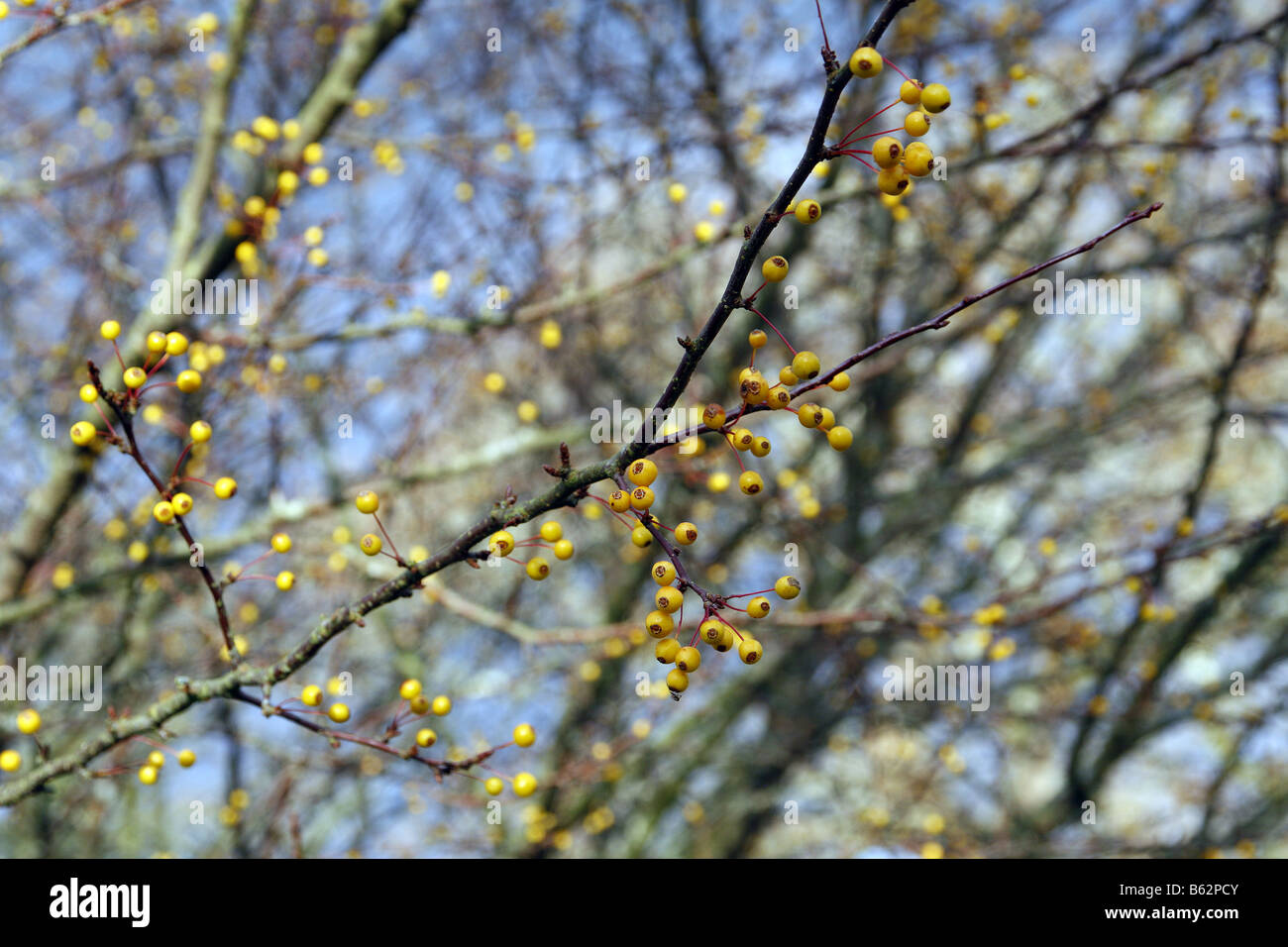 MALUS TRANSITORIA HOLZAPFEL Stockfoto